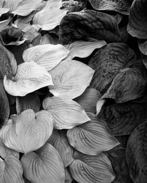 b&w print
